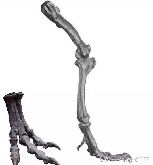 霸王龙的天敌食肉恐龙,巨型食肉牛龙对战霸王龙