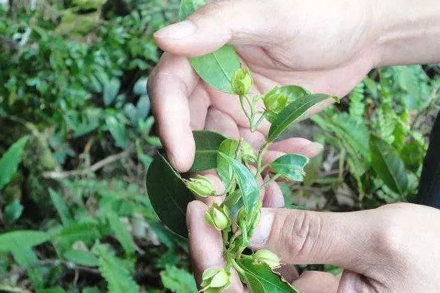 防城港美食海鲜,防城港特产海鲜干货