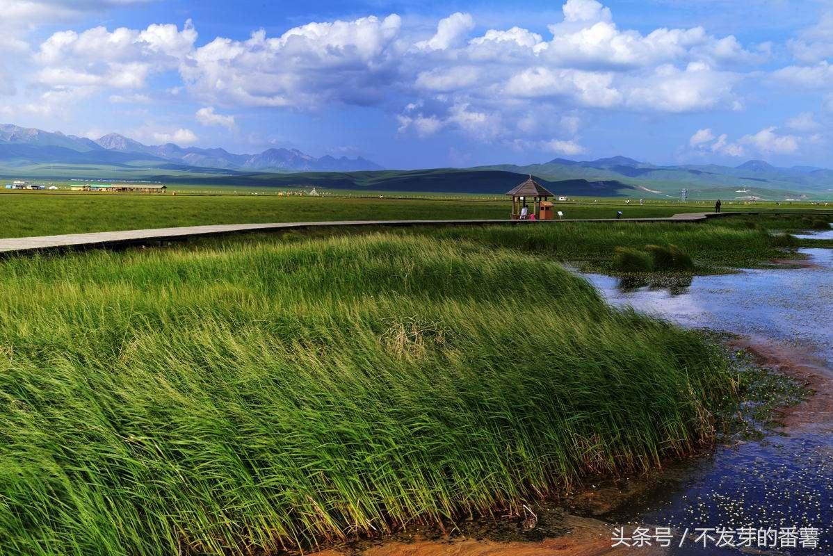 若尔盖草原花湖赏花时间,若尔盖草原最美的赏花期