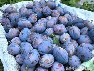 55元一斤的水果有哪些,5-6元一斤的水果有哪些