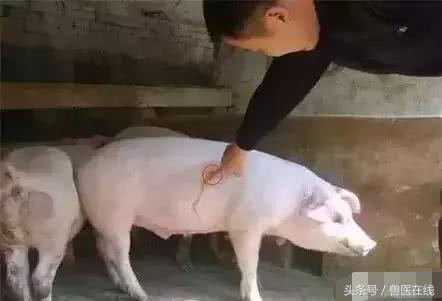 99%兽医都犯过的错｜给猪注射不简单，这7种方式和4大事项必掌握