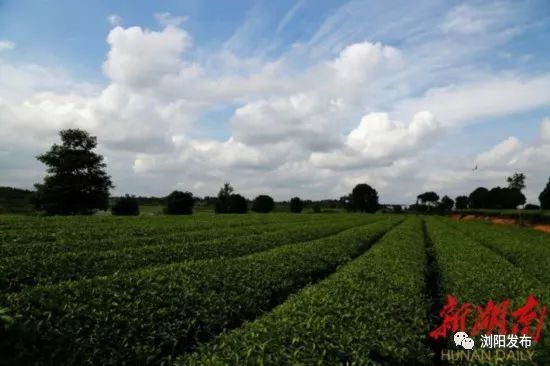 浏阳经开区最新项目进展,即将落户浏阳经开区的大项目