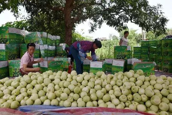 ①受灾瓜农请注意:卖瓜请拨打电话0471—6555511~②内蒙古中医医院公开招聘35名工作人员