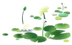 何湛兮:荷花的别名与诗词