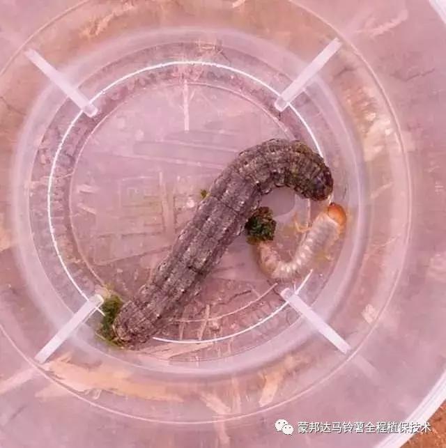 马铃薯苗期预防哪些病虫害,马铃薯生长期怎么防病