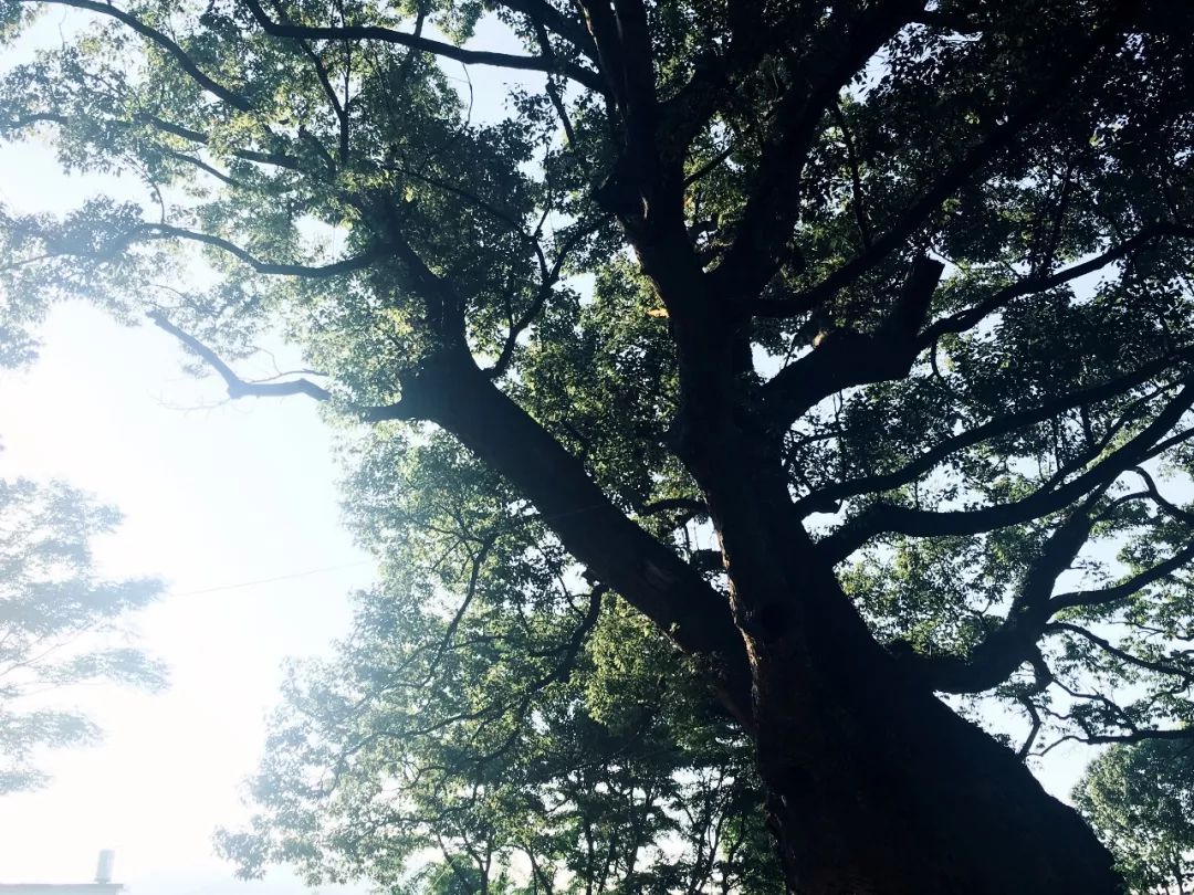 千年山中古村风景,千年香樟百年古村