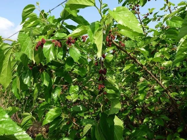 怎么防止桑树病害,桑树种植技术桑树病虫害防治