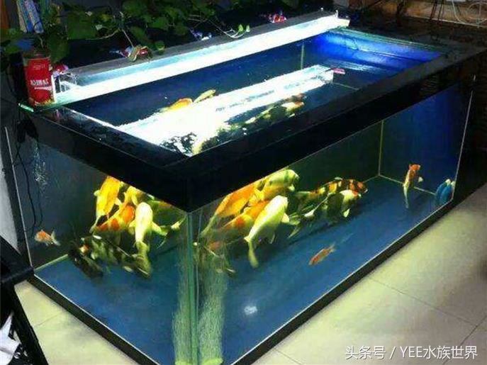 鹦鹉鱼缸水变红了怎么办,鱼缸一开灯鹦鹉鱼就沉底了