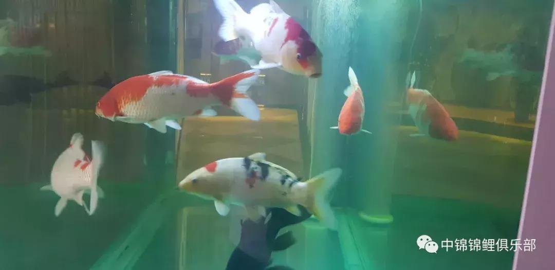 锦鲤知识分享锦鲤饲养经验,一位鱼友和锦鲤的春夏秋冬