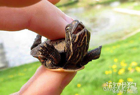 第一次养仓鼠日常生活,仓鼠已经养了6天了