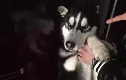 哈士奇拆家把自己弄成黑炭,哈士奇拆沙发拆主人的口红