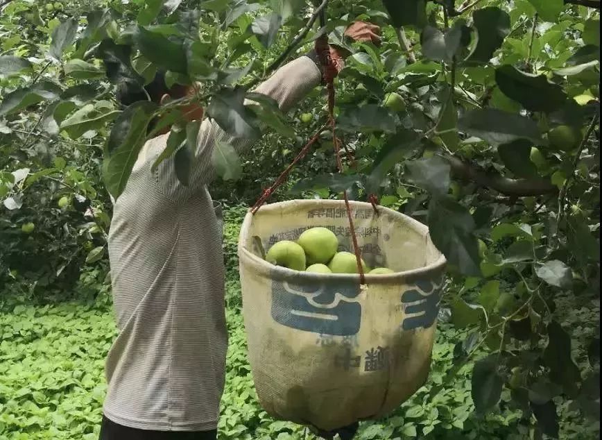 晚上吃苹果为什么堪比砒霜,为什么说苹果晚上吃是毒果
