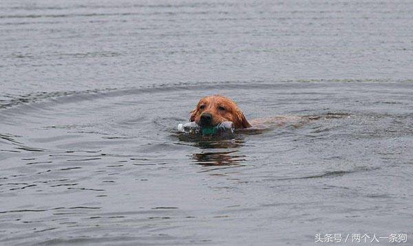 夏季狗狗中暑死亡,防止狗狗中暑的最好方法