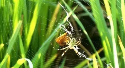 消灭草虫的最好方法,以草灭草