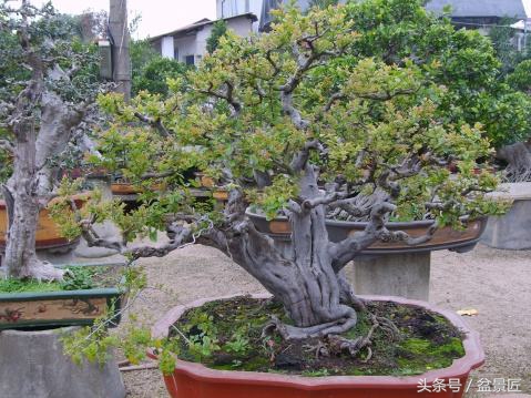 如何制作雀梅盆景,雀梅盆景怎么制作