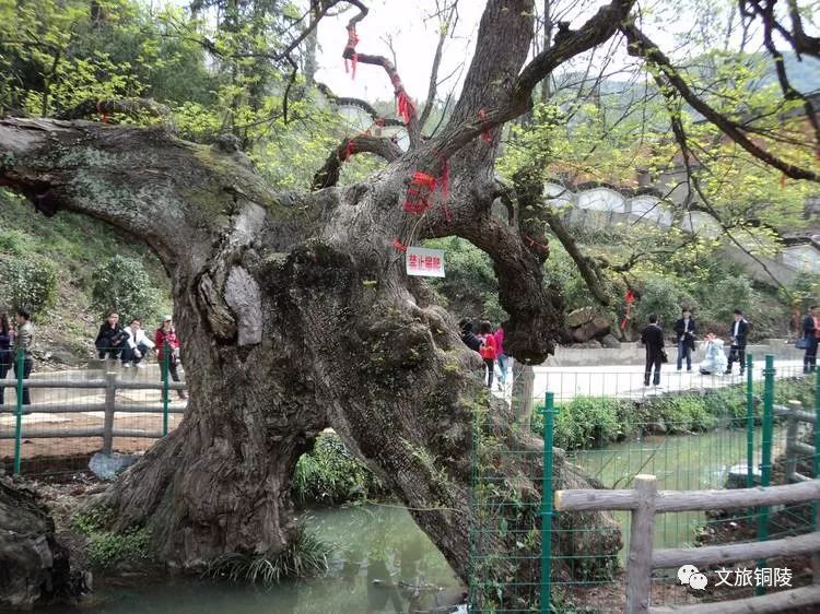 凤凰山景区门票价,凤凰山景点门票多少元