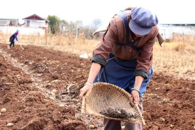 家庭种植花生麸沤液肥,怎么沤制好花生麸液肥