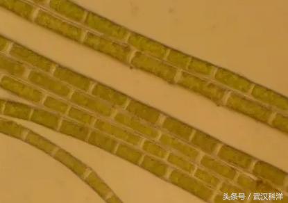 海缸几种常见的藻类,中国常见浮游藻类图谱