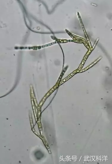 海边常见藻类植物图片,藻类植物常见的有什么