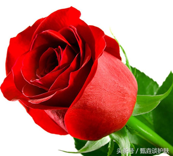 What？现在还在用“玫瑰爽肤水”冒充“玫瑰纯露”