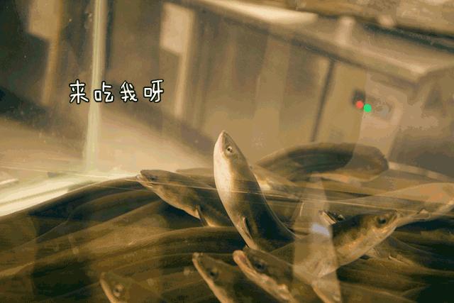 令人震惊的网红美食,无锡吃货美食