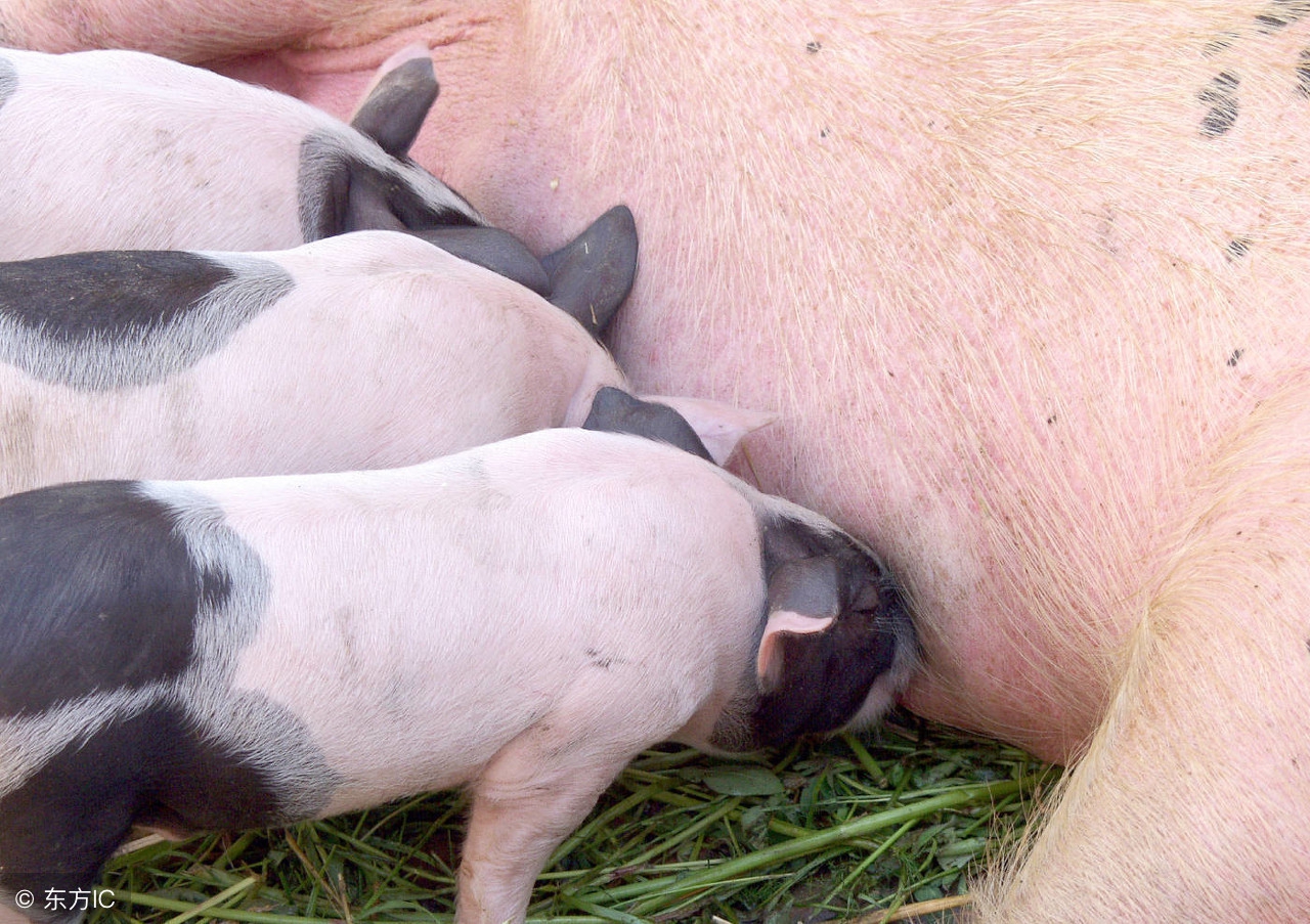 母猪子宫炎治疗最好方法,母猪子宫内膜炎如何防治