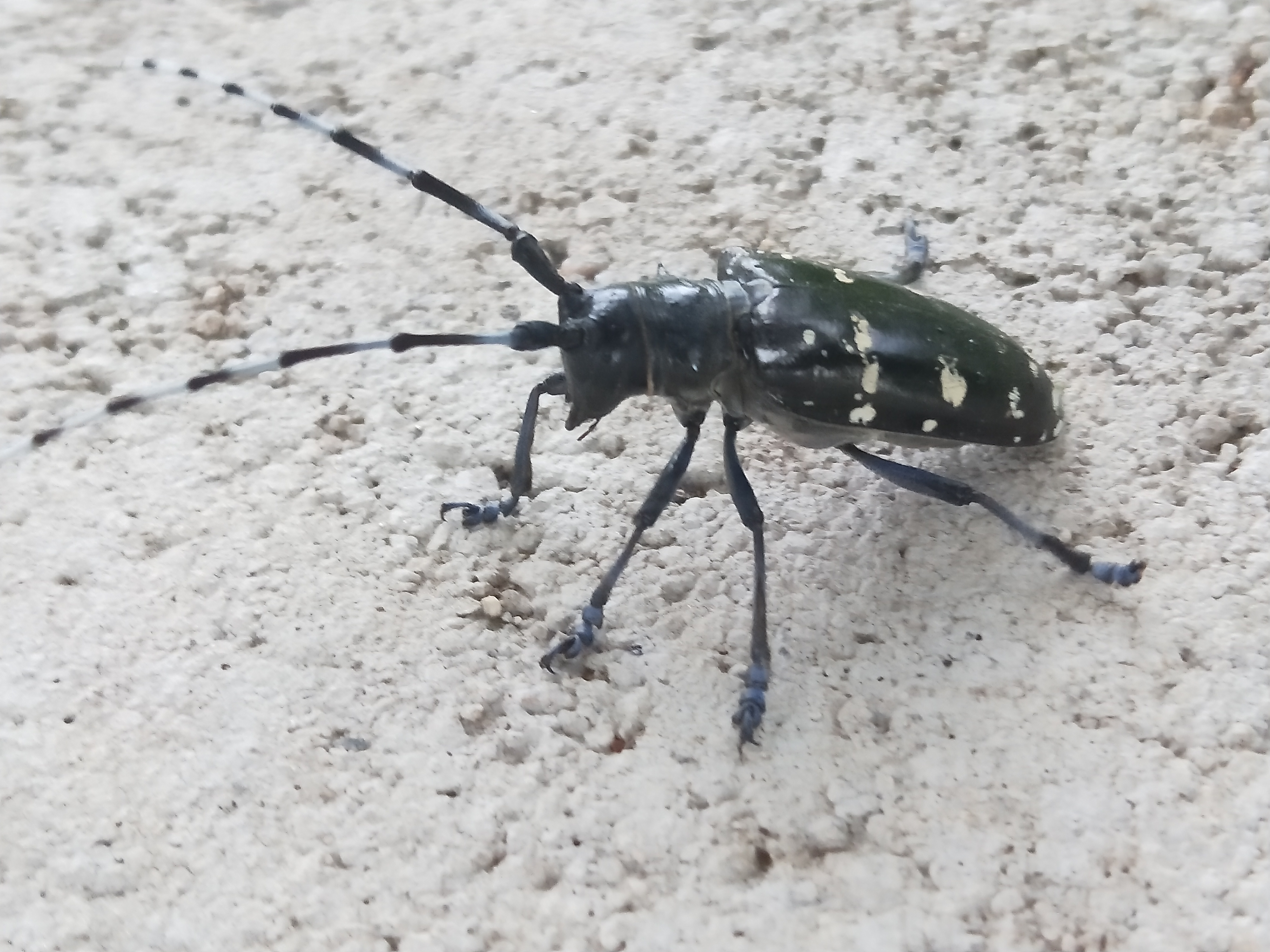 天牛北方叫什么,天牛秋天还生长吗