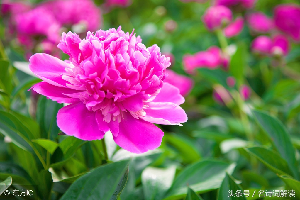 李白清平调词三首的注释,李白清平调三首书法作品图片