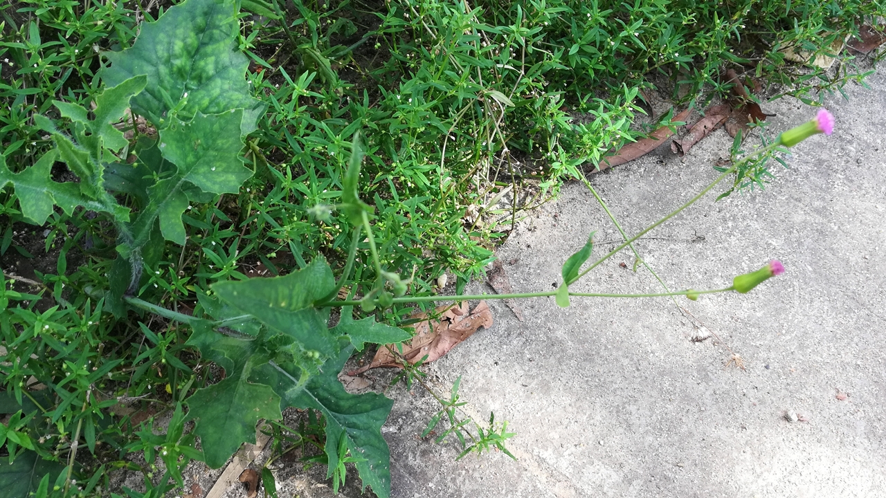 蒲公英治病的几个小偏方,蒲公英治疗很多种病