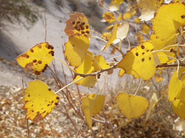 *疆新**（六）——梦牵大西北13