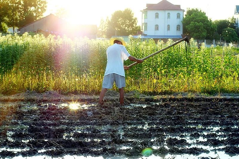 新诗采撷,新诗精选和赏析