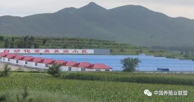 养鸡赚钱的十条规则,养鸡到底赚不赚钱