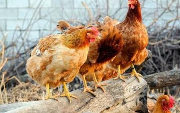 鸡啄癖是怎么回事,鸡的啄肛癖怎么治