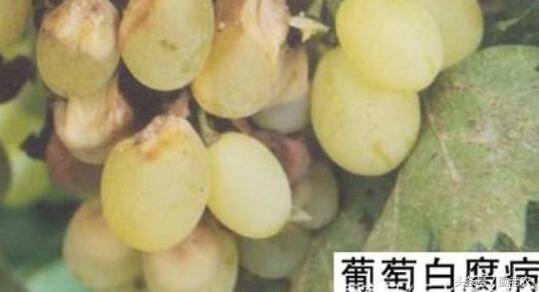 发展生态农业是生态效应吗,发展生态农业的总结