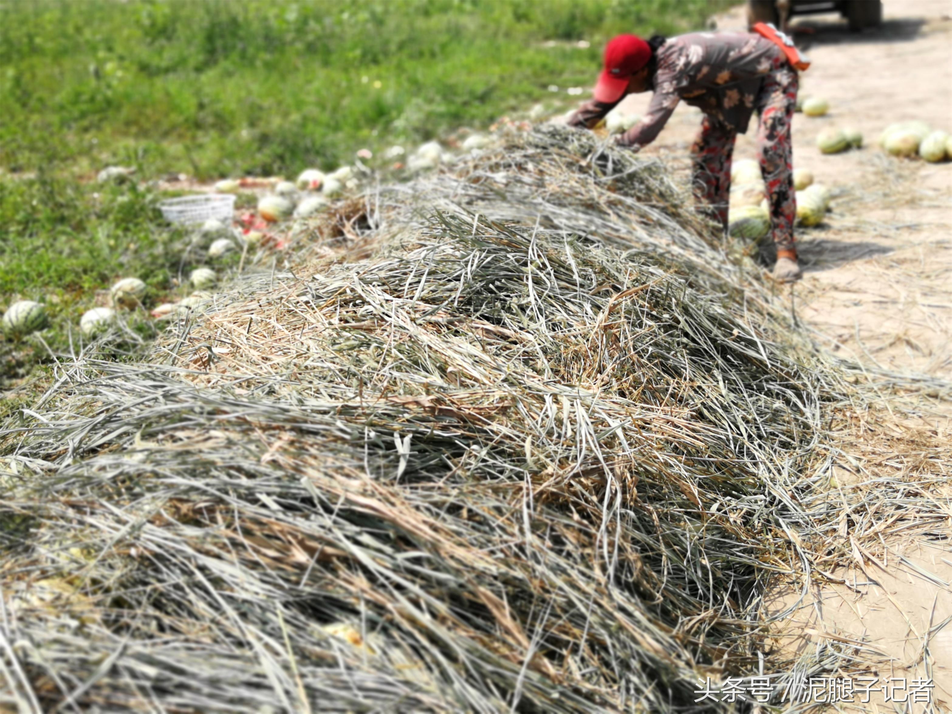 高温天气引起西瓜腐烂的原因,西瓜高温坏了有得救吗