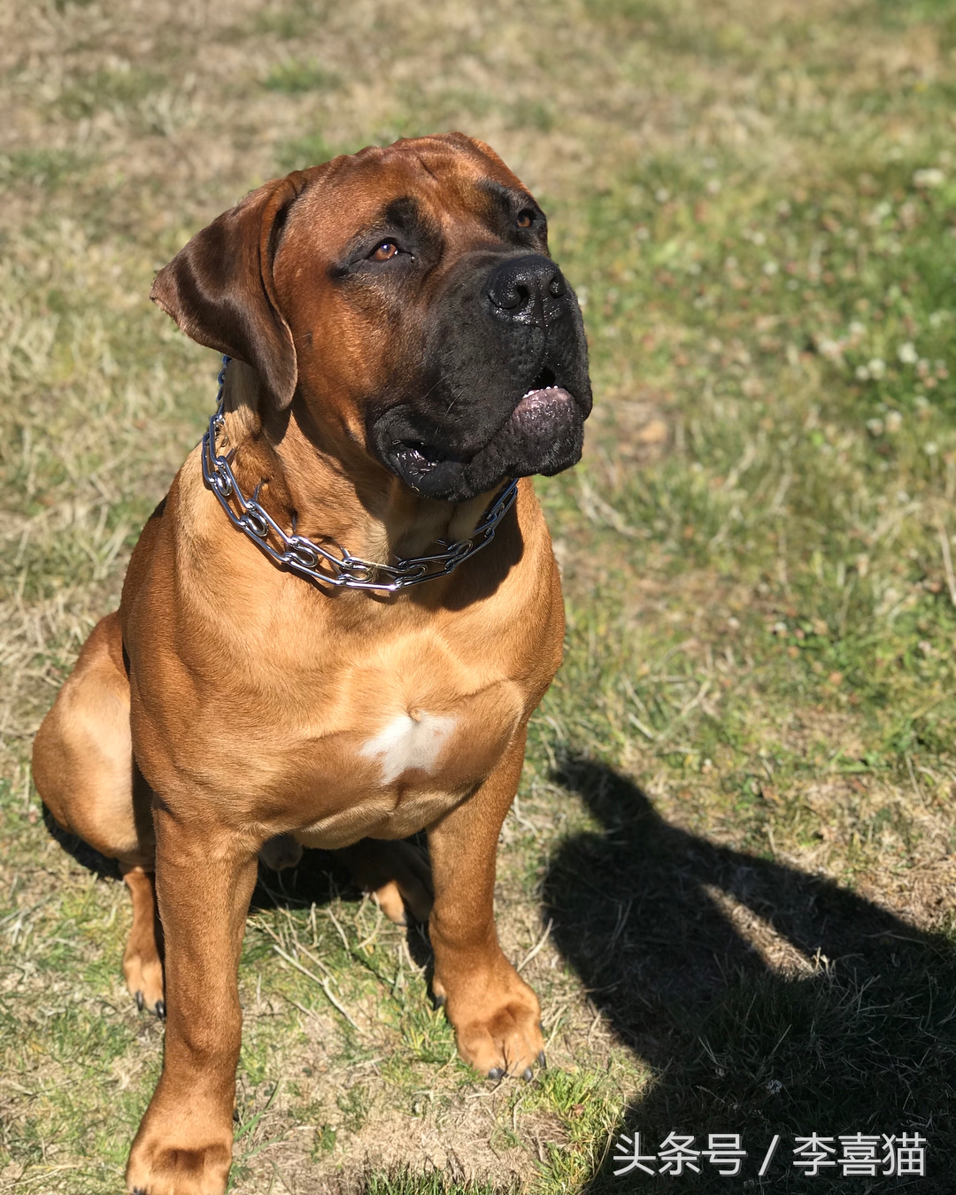 五种来自非洲的狗狗，最后一种可爱得像团毛球，知名度却很低