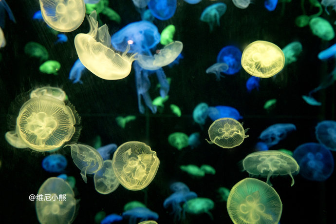 暑假珠海长隆最全游玩攻略,珠海长隆海洋王国暑假门票多少钱