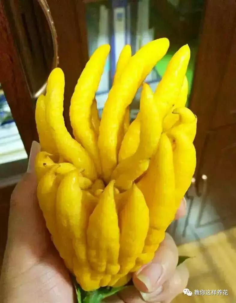 有利于提高晚上的睡眠质量的绿植,睡眠不好养什么花帮助睡眠