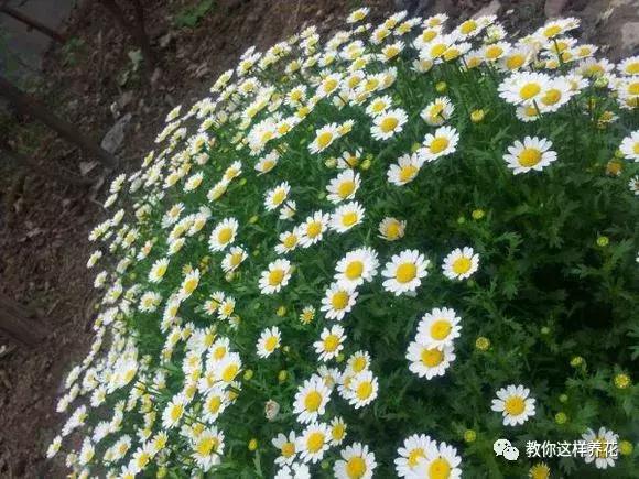 有利于提高晚上的睡眠质量的绿植,睡眠不好养什么花帮助睡眠