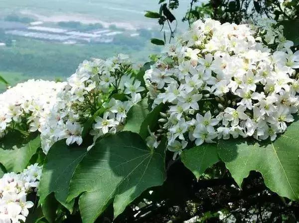 深圳最新开放公园景点图片欣赏,深圳最新的一个超级公园