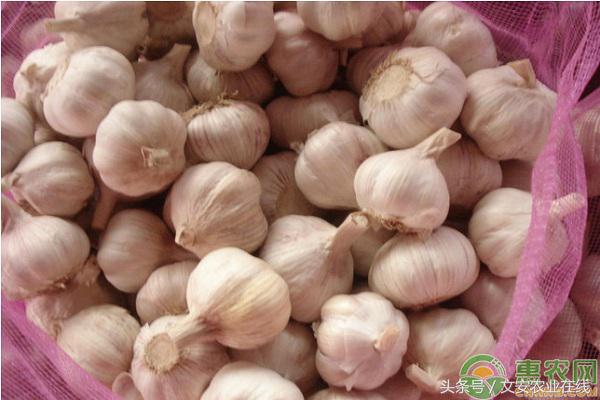 今日邳州大蒜价格行情走势,今日邳州市大蒜最新价格行情