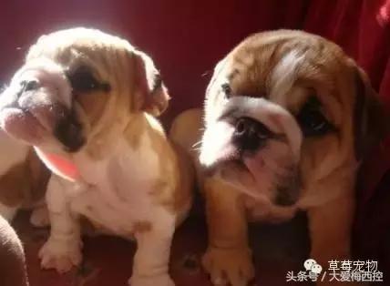 英国斗牛犬视频wwe,英国斗牛犬vs比特犬