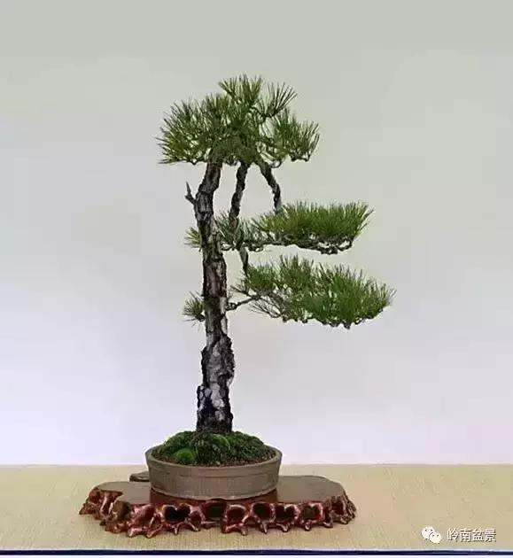 盆景人生哲理,从盆景欣赏体会人生哲理