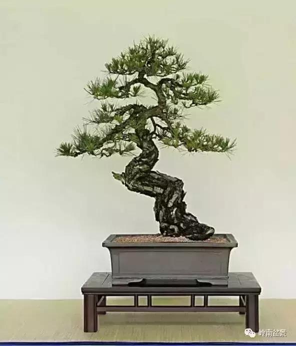 盆景人生哲理,从盆景欣赏体会人生哲理