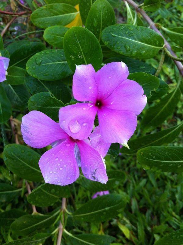 大宝二宝三亚游,三亚三妈游玩攻略