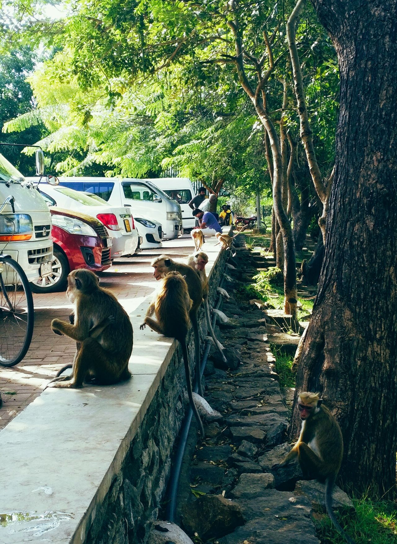 斯里兰卡7月旅游穿衣攻略,斯里兰卡旅游攻略情侣夏季