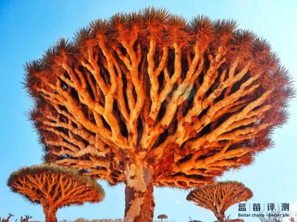 蓝莓评测｜全球60个海岛评测，假期选岛就看这一篇（上）