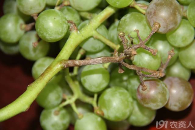 葡萄常见病害对照表,阳光玫瑰葡萄常见病害