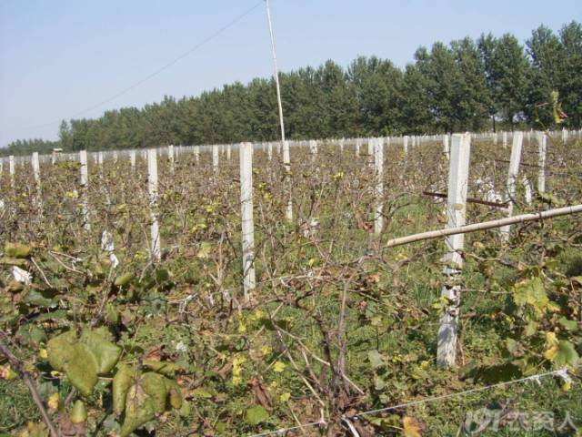 葡萄常见病害对照表,阳光玫瑰葡萄常见病害