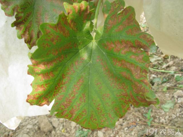 葡萄常见病害对照表,阳光玫瑰葡萄常见病害